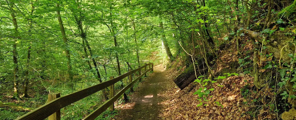 Mehr über den Artikel erfahren Neujahrswanderung 2026